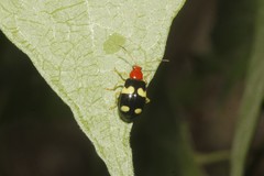 Gynandrobrotica lepida