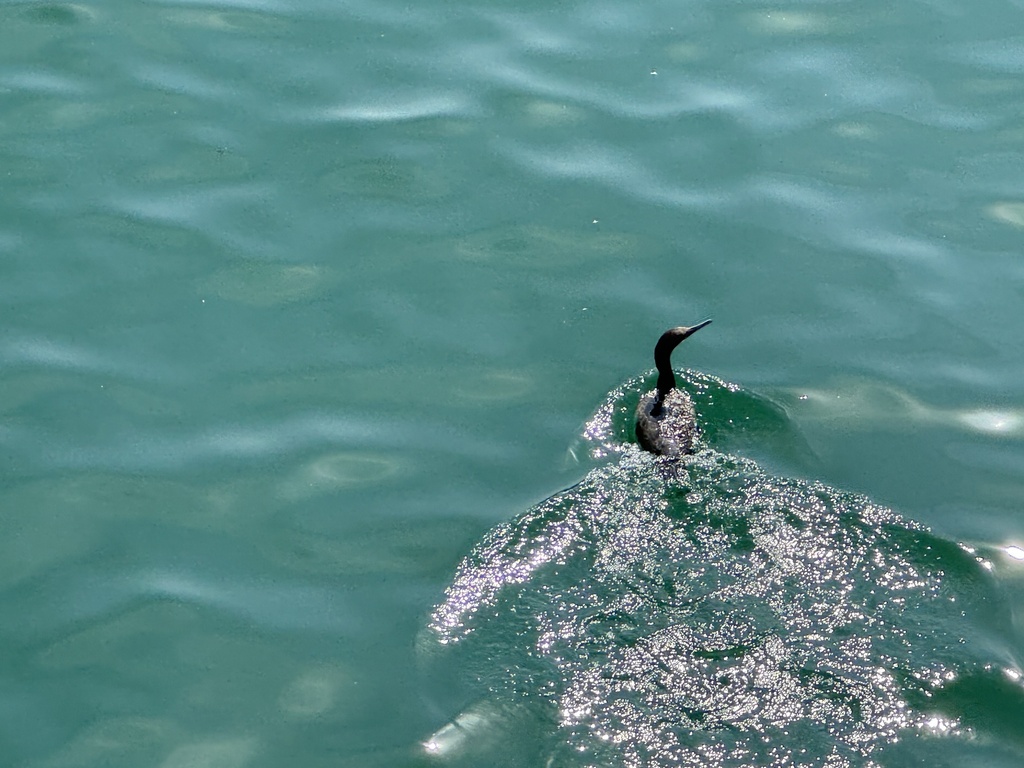 North Pacific Cormorants from North San Diego Bay, San Diego, CA, US on ...