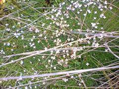 Arcytophyllum muticum