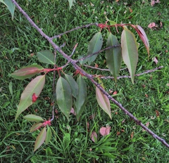 Prunus serotina capuli
