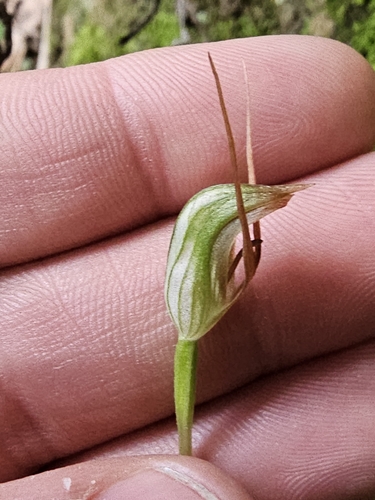 Image of Pterostylis erecta by (c) Richard Dimon, some rights reserved (CC BY)