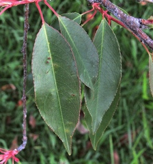 Prunus serotina capuli