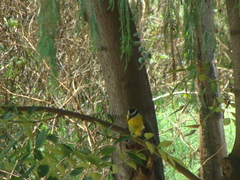 Pitangus sulphuratus