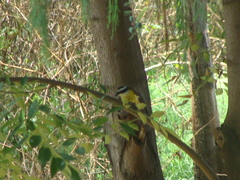 Pitangus sulphuratus