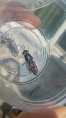 Diptera