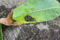 Eleutherodactylus pallidus