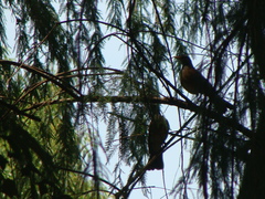 Turdus rufopalliatus