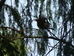 Turdus rufopalliatus