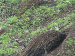 Turdus rufopalliatus