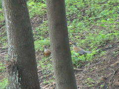 Turdus rufopalliatus