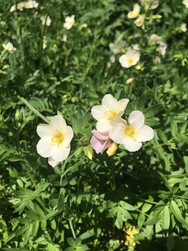 Royal Jacob's-ladder (Polemonium carneum)