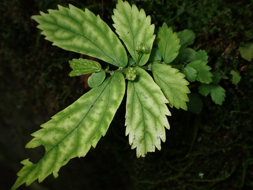 Elatostema japonicum iNat (2)
