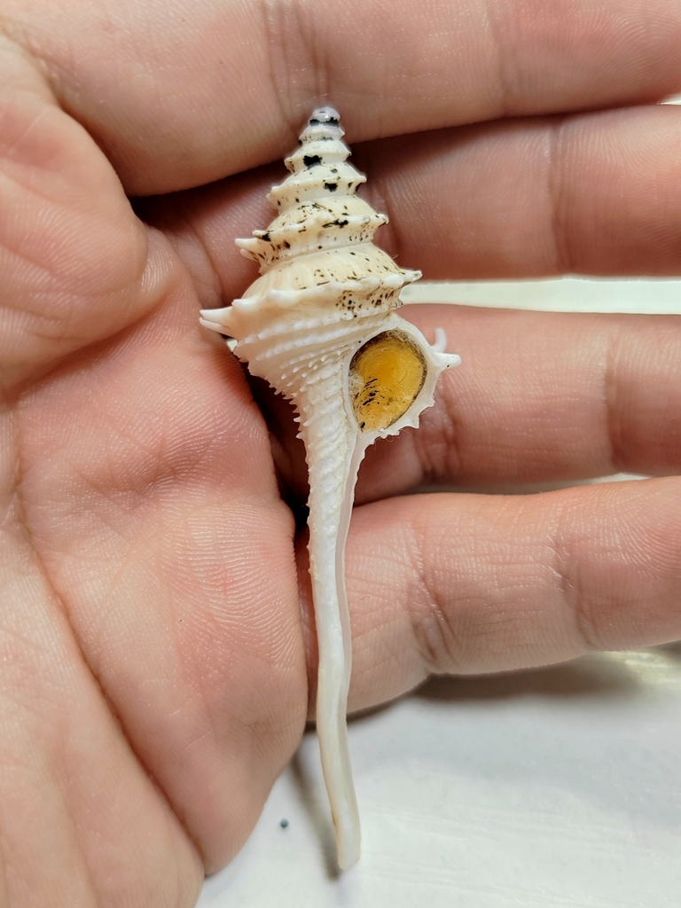 Fulgurofusus