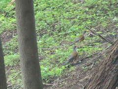 Turdus rufopalliatus