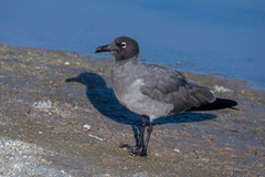 Lava Gull photo 1