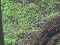 Turdus rufopalliatus