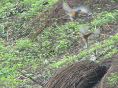 Turdus rufopalliatus
