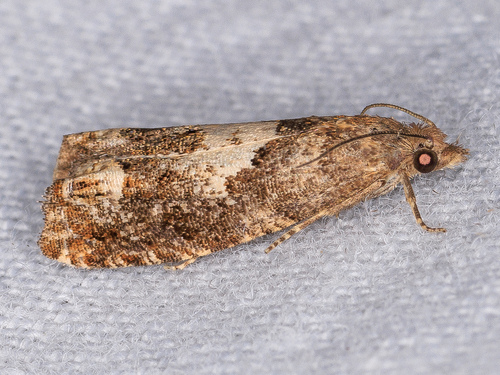 iNaturalist observation photo of Eucosmini