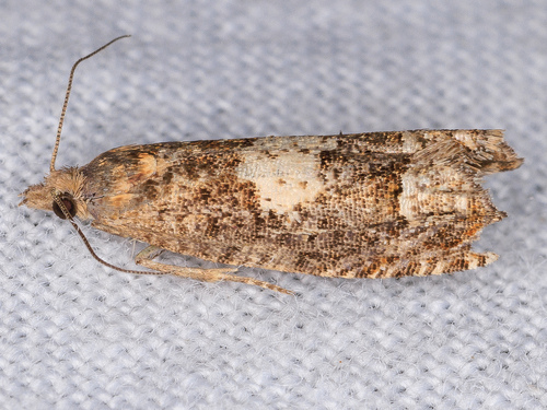iNaturalist observation photo of Eucosmini