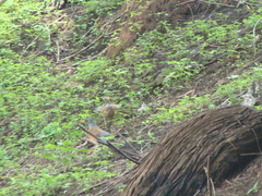 Turdus rufopalliatus