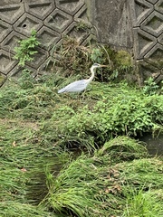 Ardea cinerea
