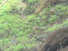 Turdus rufopalliatus