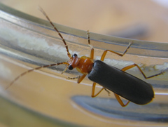 Podabrus pruinosus diversipes