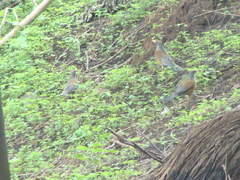 Turdus rufopalliatus