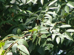 Papilio garamas garamas
