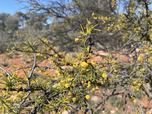 Image of Acacia tetragonophylla by (c) Daniel Falster, some rights reserved (CC BY)