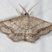 Brown-bordered Geometer Moth - Photo (c) Steve Nanz, some rights reserved (CC BY-NC), uploaded by Steve Nanz
