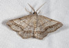 Brown-bordered Geometer Moth - Photo (c) Steve Nanz, some rights reserved (CC BY-NC), uploaded by Steve Nanz