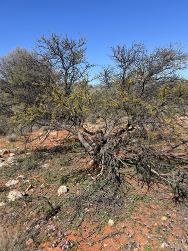 Image of Acacia tetragonophylla by (c) Daniel Falster, some rights reserved (CC BY)