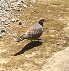 Streptopelia orientalis