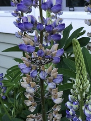 Lupinus nootkatensis