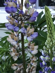Lupinus nootkatensis