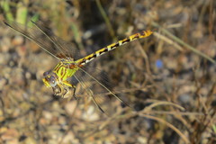 Erpetogomphus designatus