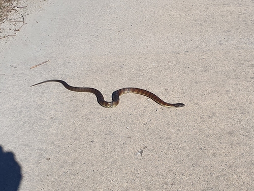 Tiger Snake sighting