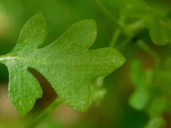 Nemophila parviflora
