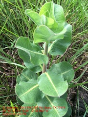Asclepias obovata