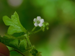 Nemophila parviflora