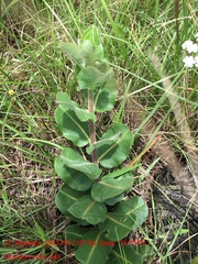 Asclepias obovata