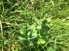 Asclepias obovata