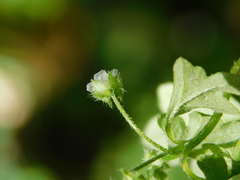 Nemophila parviflora
