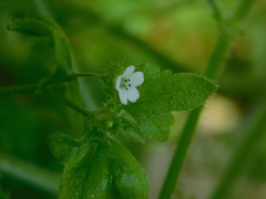 Nemophila parviflora