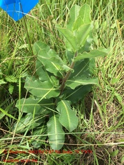 Asclepias obovata