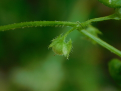 Nemophila parviflora