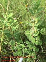 Asclepias obovata