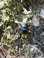 Anoplotrupes