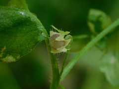 Nemophila parviflora